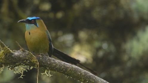 Le parc de la Amistad abrite des centaines d'espèces d'oiseaux © ZED : ARTE France