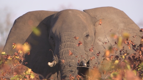 Un éléphant dans le parc du Limpopo © ZED : ARTE France